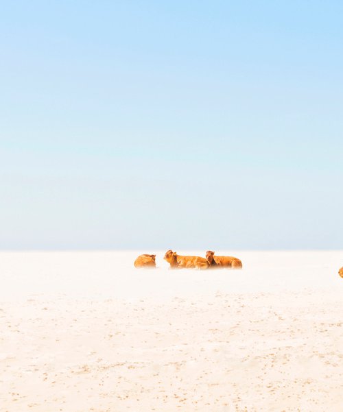 SUNBATHING COWS by Andrew Lever