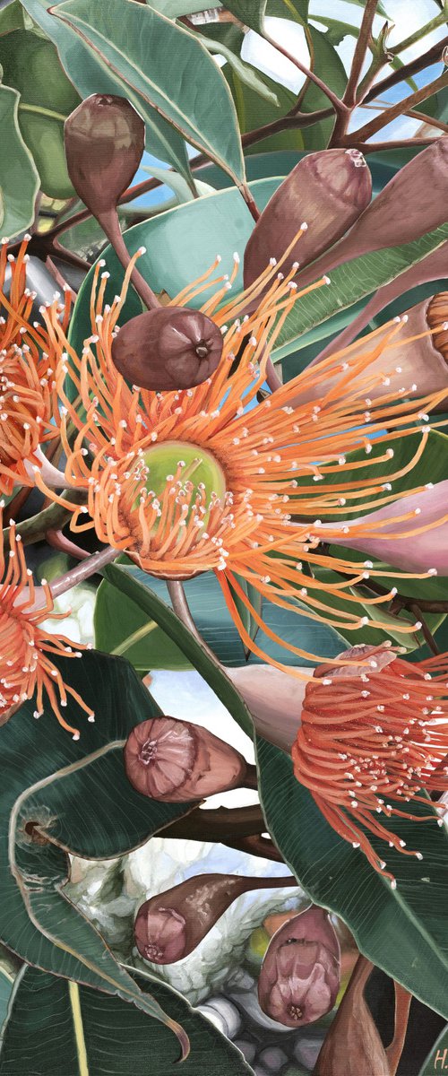 A Lifetime Sunshine -Flowering Gum - Corymbia Ficifolia by HSIN LIN