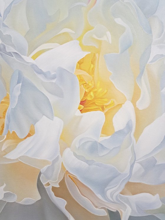 Snow-white peony
