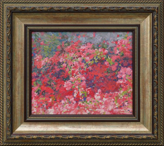 Bougainvillea in bloom
