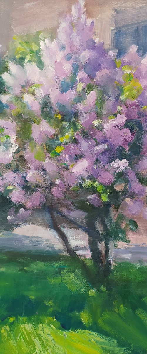 Kharkiv lilac by Valentina Andrukhova