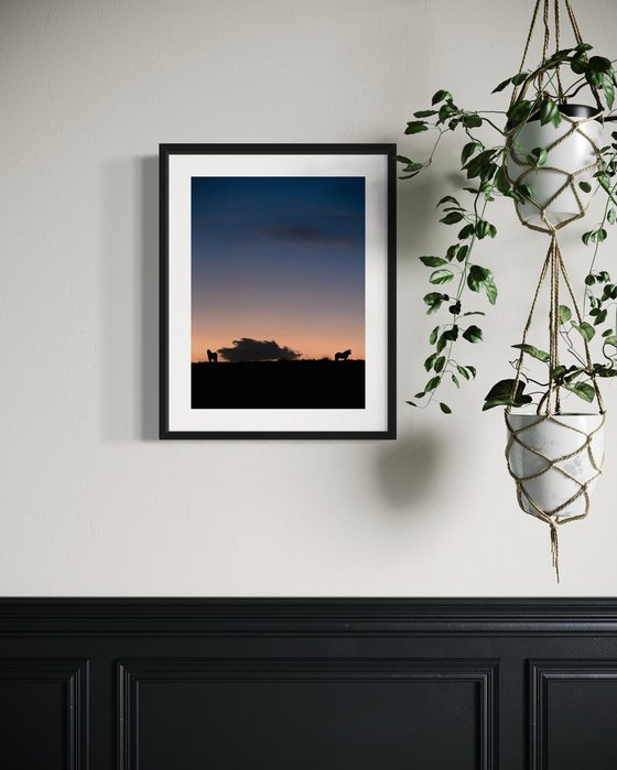 THE ICELANDIC HORSES