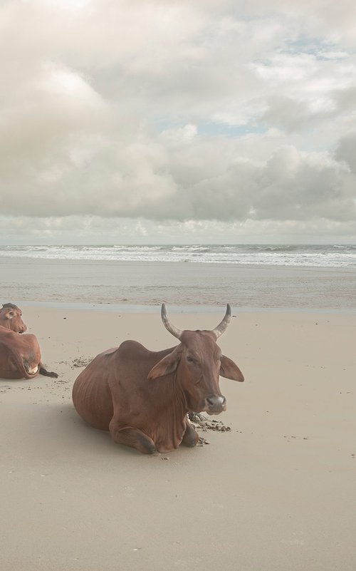 The Patience of Cattle by Adam Regan