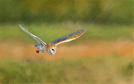 Original pastel drawing "Barn owl"