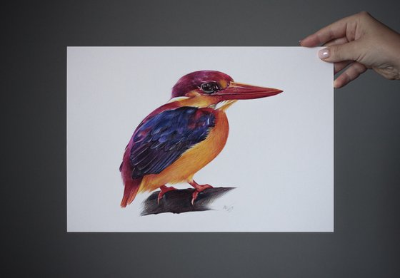 Birds Collection III