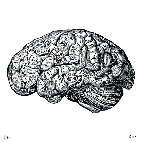 Anatomy Of The Brain