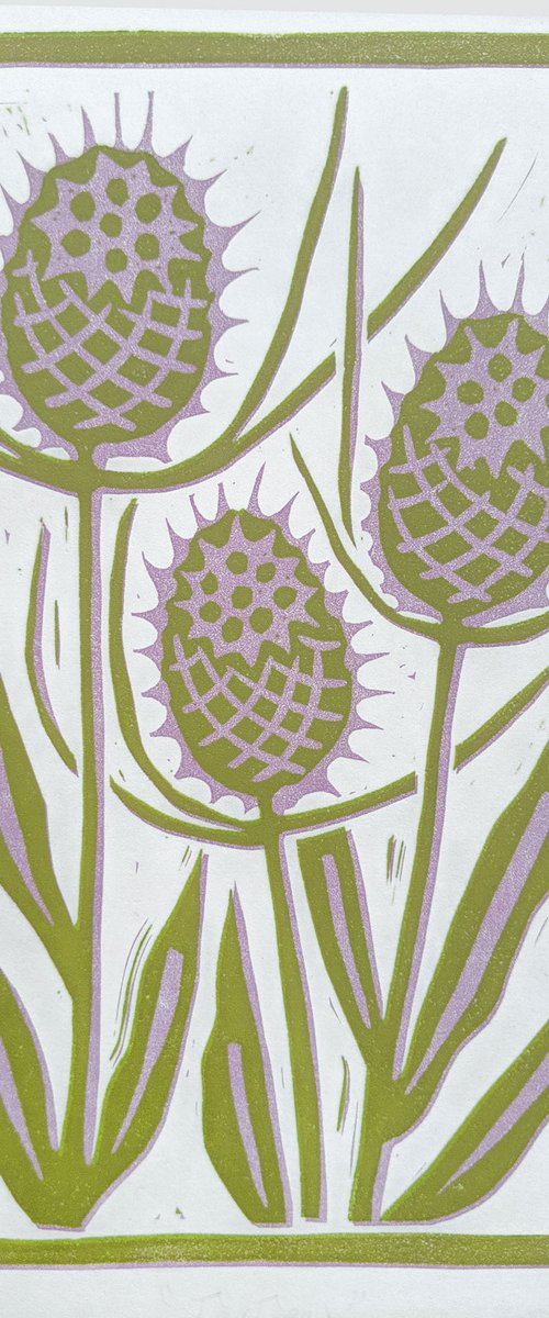 Teasels by Melissa Birch