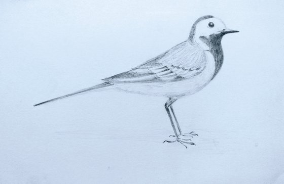 Birdie1. Original pencil drawing.