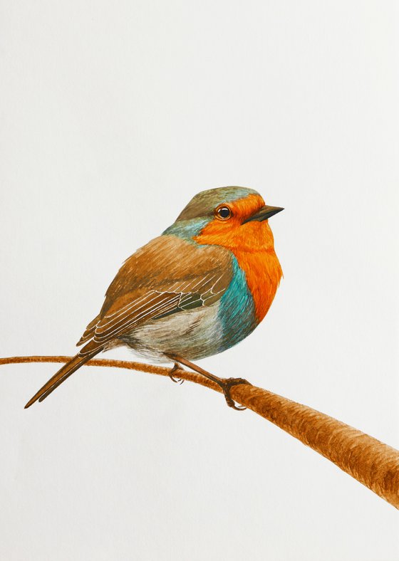 Fluffy robin on the branch