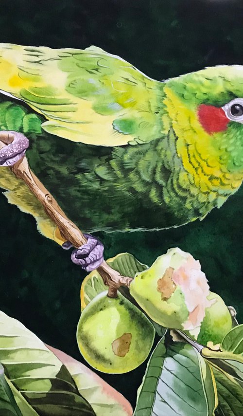 Parrot by Kakajan Charyyev