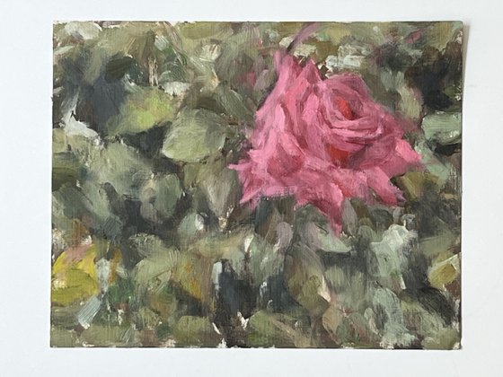 Study of a Pink Rose