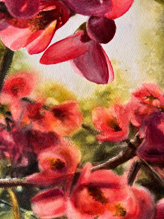Flowering Quince