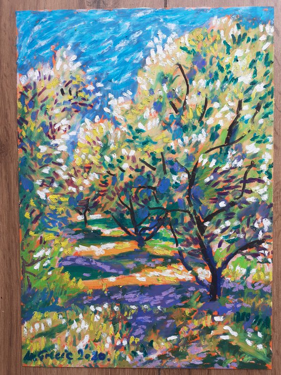 Olive grove No 22