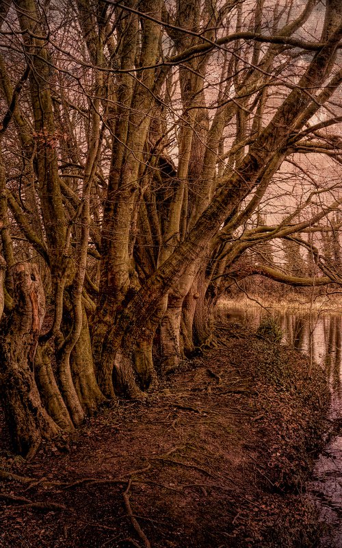 Gnarled Treeline by Martin  Fry