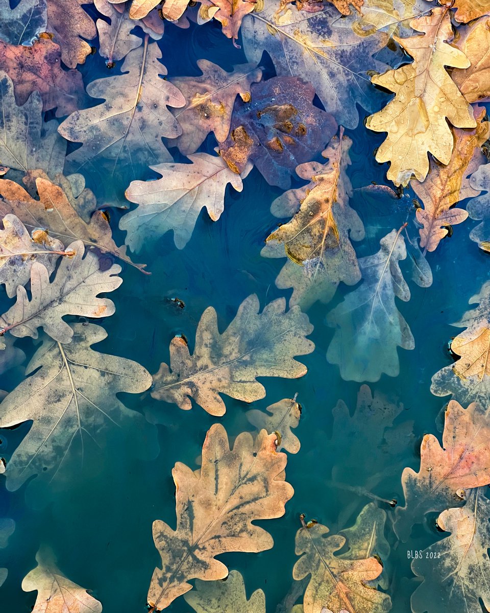 Oak Leaves in a Puddle by Barbara Storey