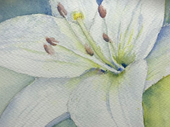 White lily