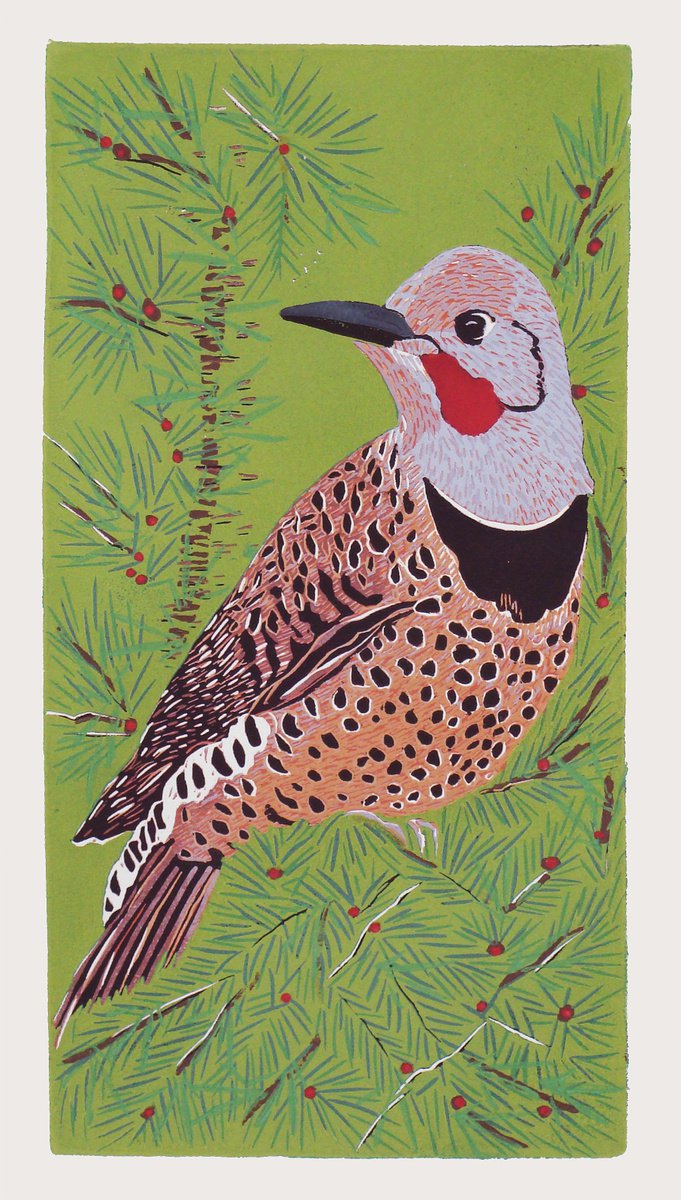 Northern Flicker by Angela Maher