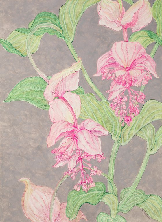 Medinilla I