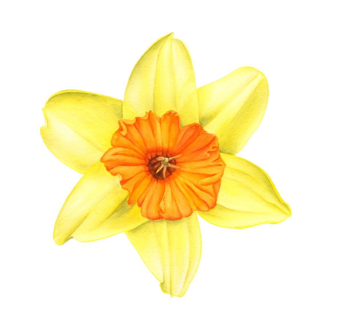 Yellow Narcissus Daffodil Fortissimo. Original Watercolor painting by Alona Hrinchuk