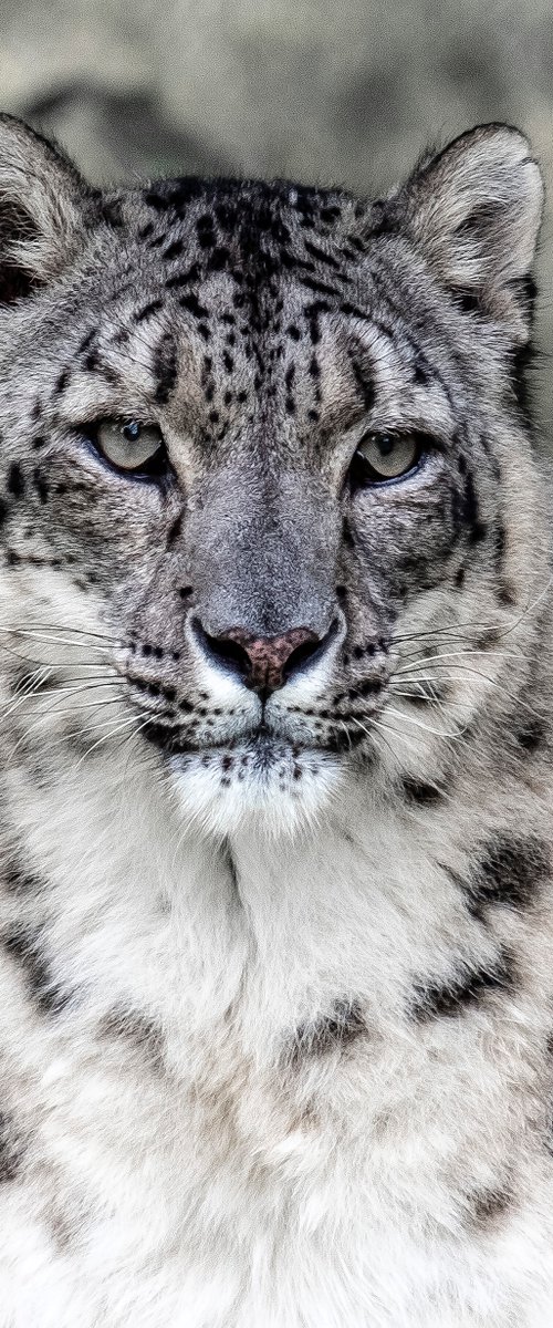 Snow Leopard ( Panthera Uncia ) by Stephen Hodgetts Photography