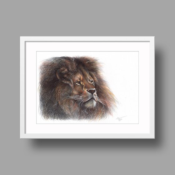 Lion - Animal Portrait