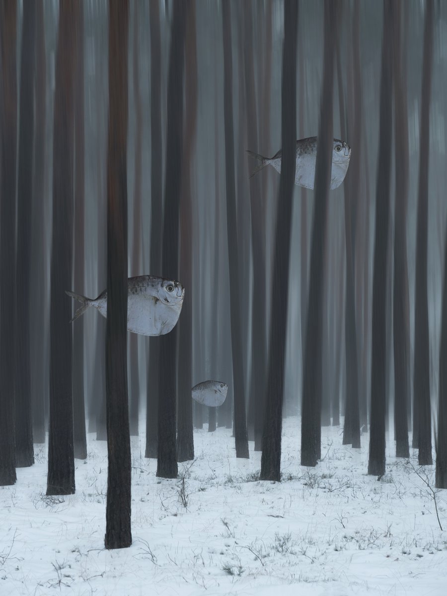 The forest fishes by Jacek Falmur