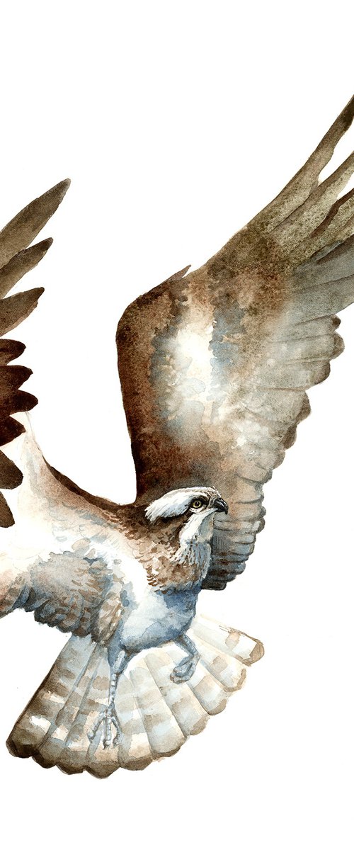 The osprey, river hawk bird by Karolina Kijak