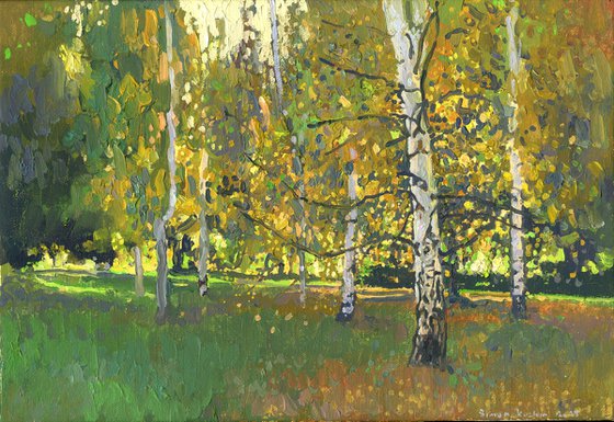 Birch trees at sunset in September