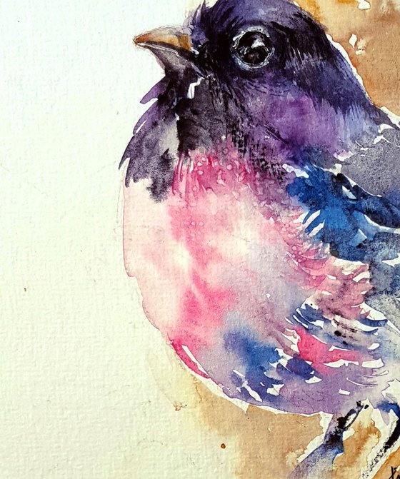 Purple Head Polly