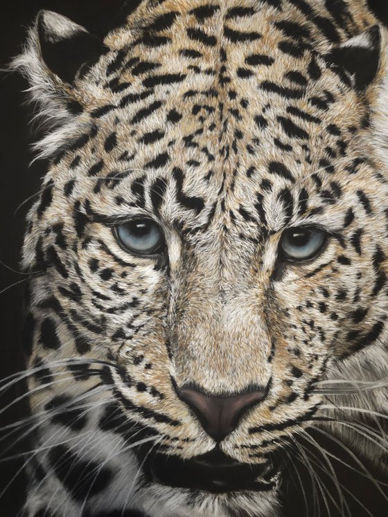 ,,I See Your Soul'' Leopard realism wild animals pastel on pastelmat