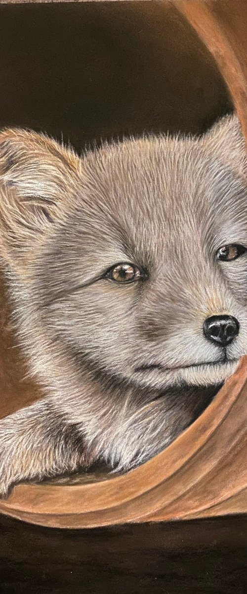 Arctic fox cub by Maxine Taylor