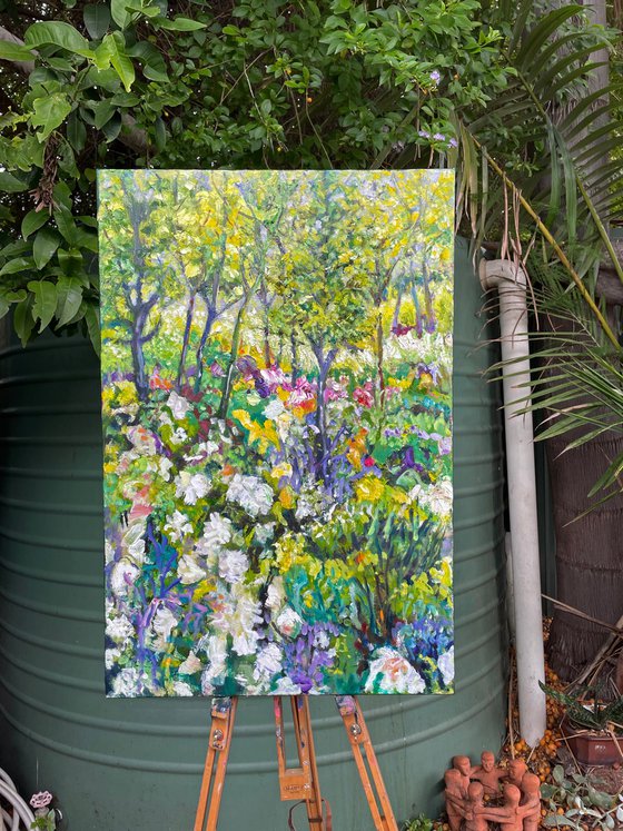 MT. LOFTY AGAPANTHAS