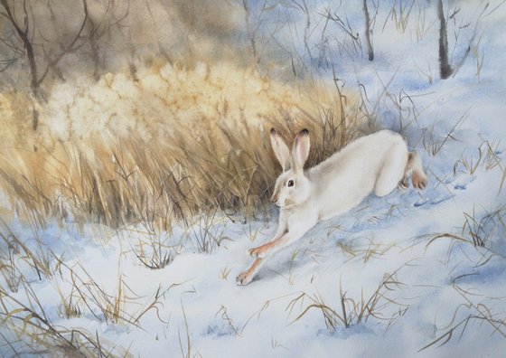 Snow Hare Running in the Snow