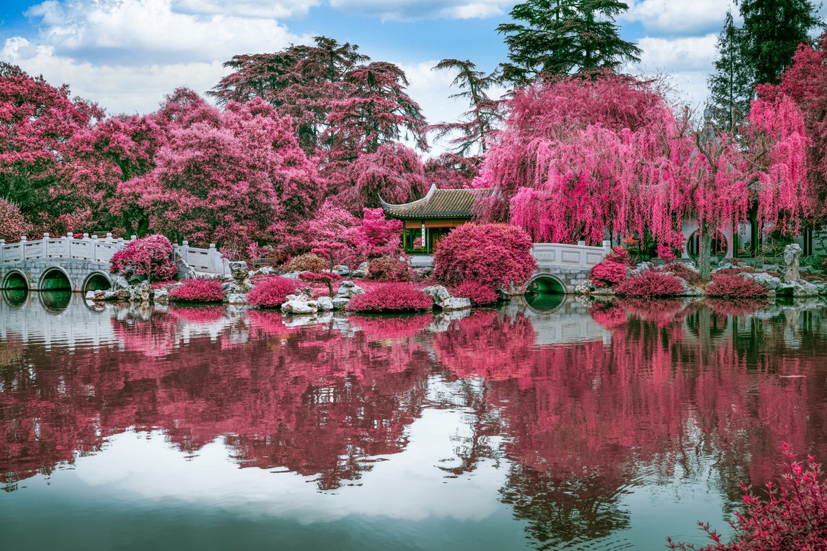 Surrealistic Botanical Photograph By Harv Greenberg, 36 X 24, Zen Garden Iii, Original Artwork