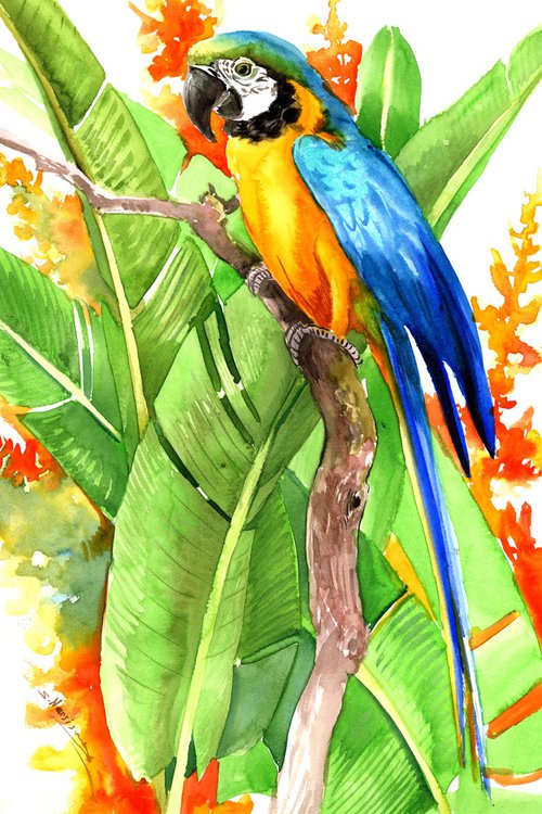 BLue and Gold Macaw by Suren Nersisyan