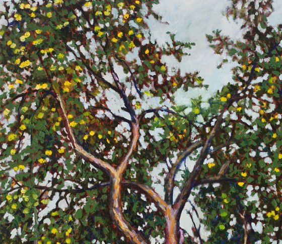 Apple Tree