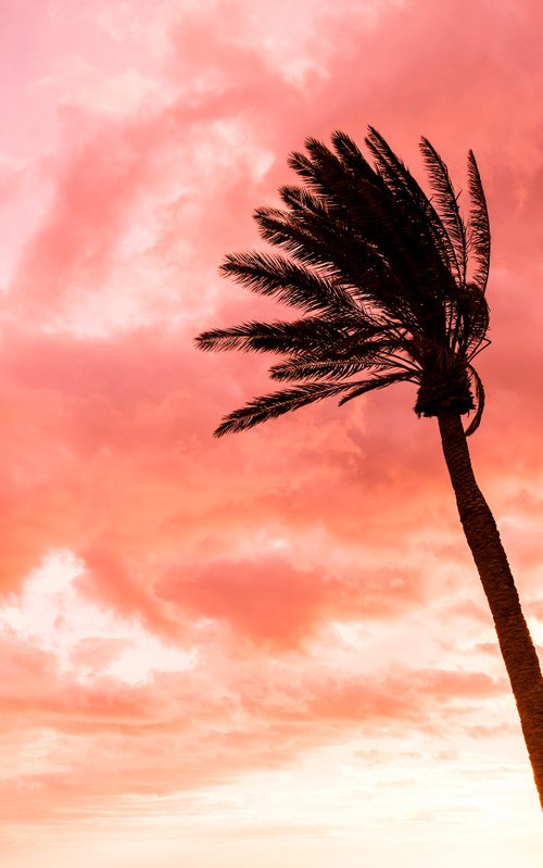 PINK PALMS 3. by Andrew Lever