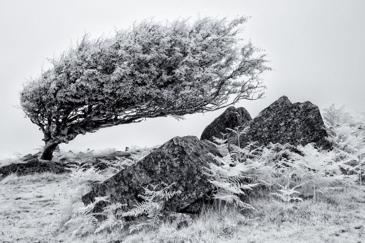 Infrared Hawthorn on Bodmin Moor by Paul Nash