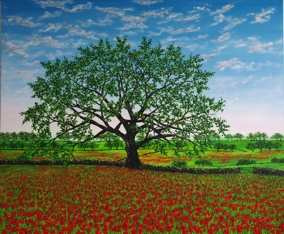 A feild of Poppies
