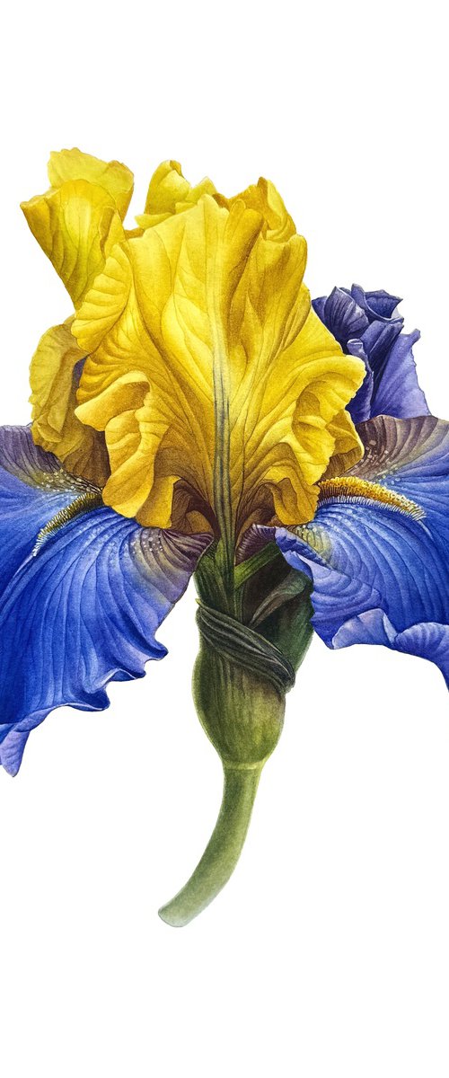 Iris blue and gold by Yuliia Prokopchuk