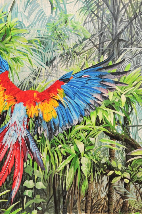 Flight to Freedom,Scarlet Macaw by Julian Wheat