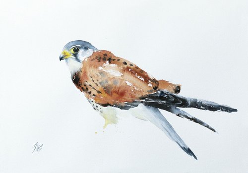 Common Kestrel (Falco tinnunculus) by Andrzej Rabiega
