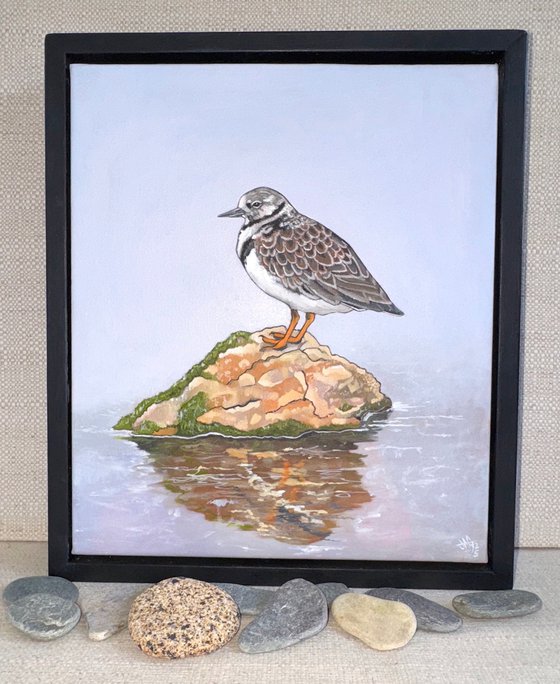 Turnstone