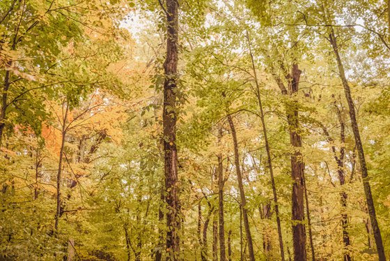 Fall Colors