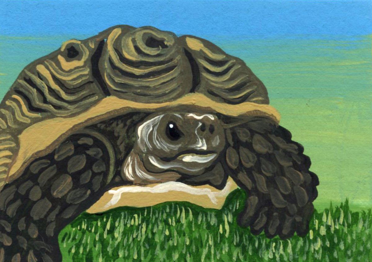 ACEO ATC Original Miniature Painting Tortoise Wildlife Art-Carla Smale by carla smale