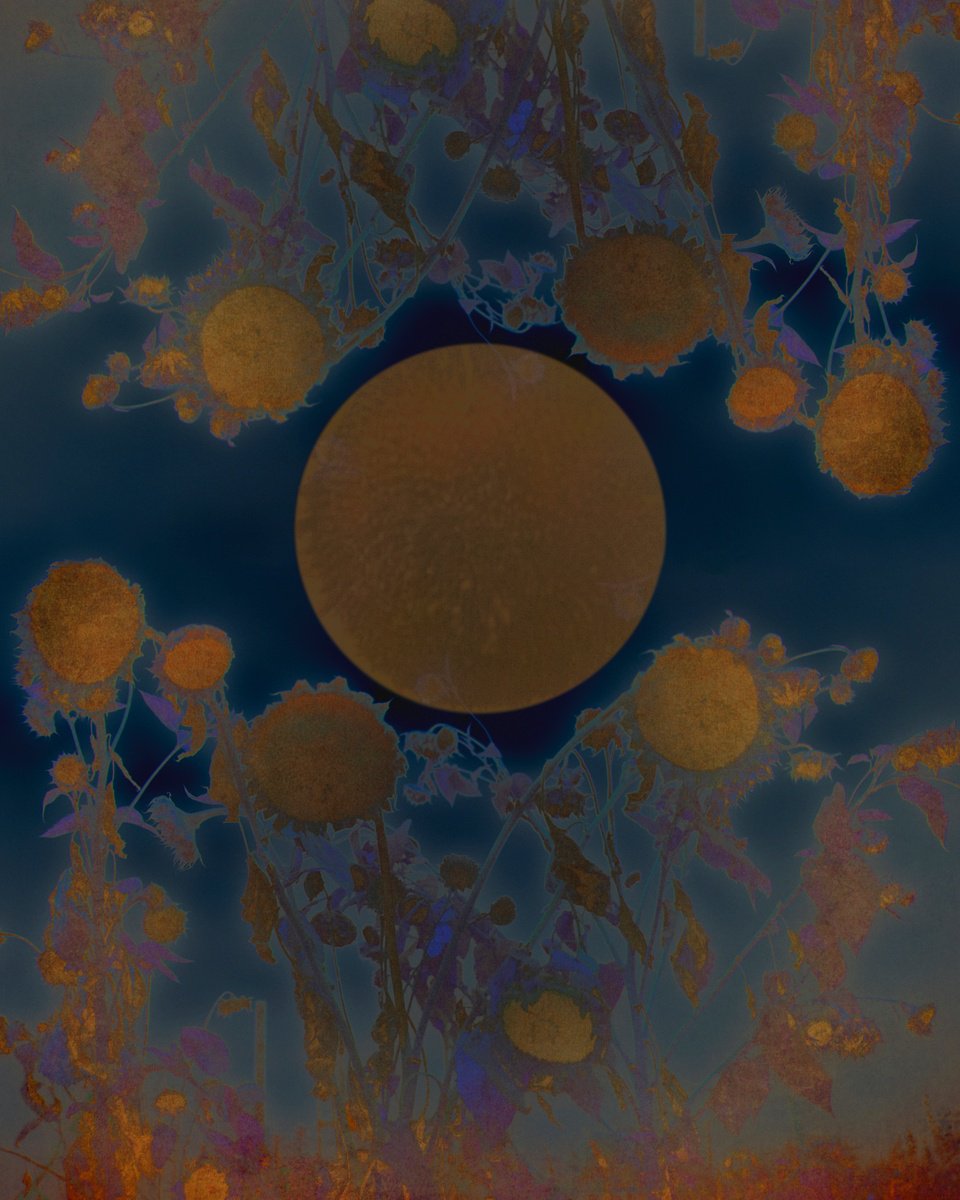 Abstract Botanical Photograph By Louise O