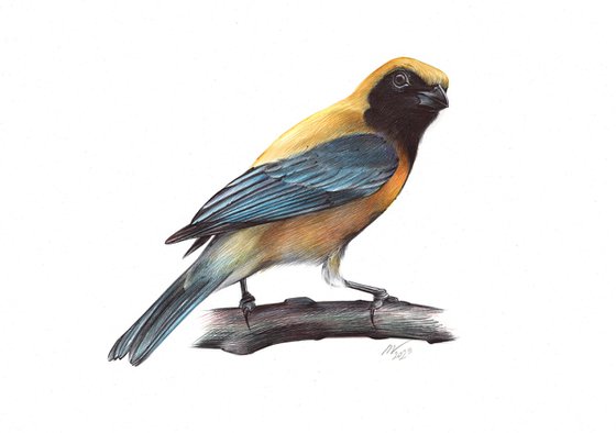 Burnished-buff Tanager (Realistic Ballpoint Pen Drawing)