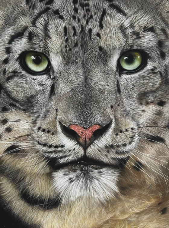 Snow Leopard