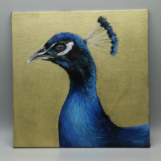 Peacock Portrait V