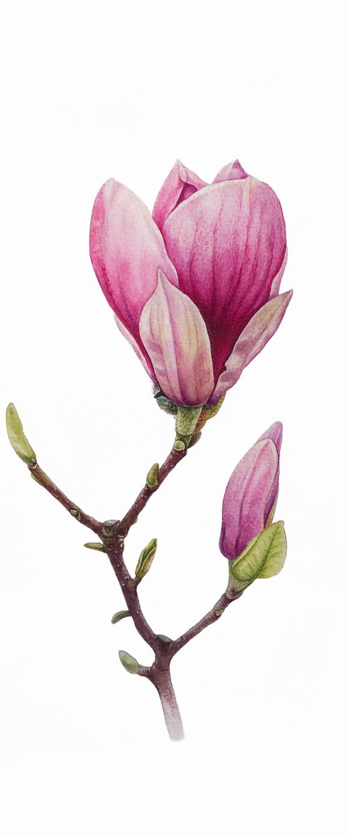 Magnolia blossom. by Nataliia Kupchyk